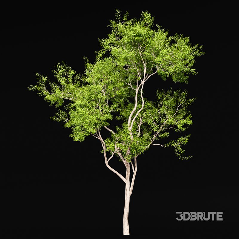 Ghost Gum Tree Corymbia Aparrerinja Image 3