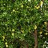 Fruit tree Lemon - Thumbnail 2