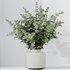 HQ HousePlants Branche Decorative Foliage Dollar Authentic Eucalyptus Bouquet Set02 - Thumbnail 2