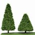 2 Different tree Cone shaped green coniferous - Thumbnail 5