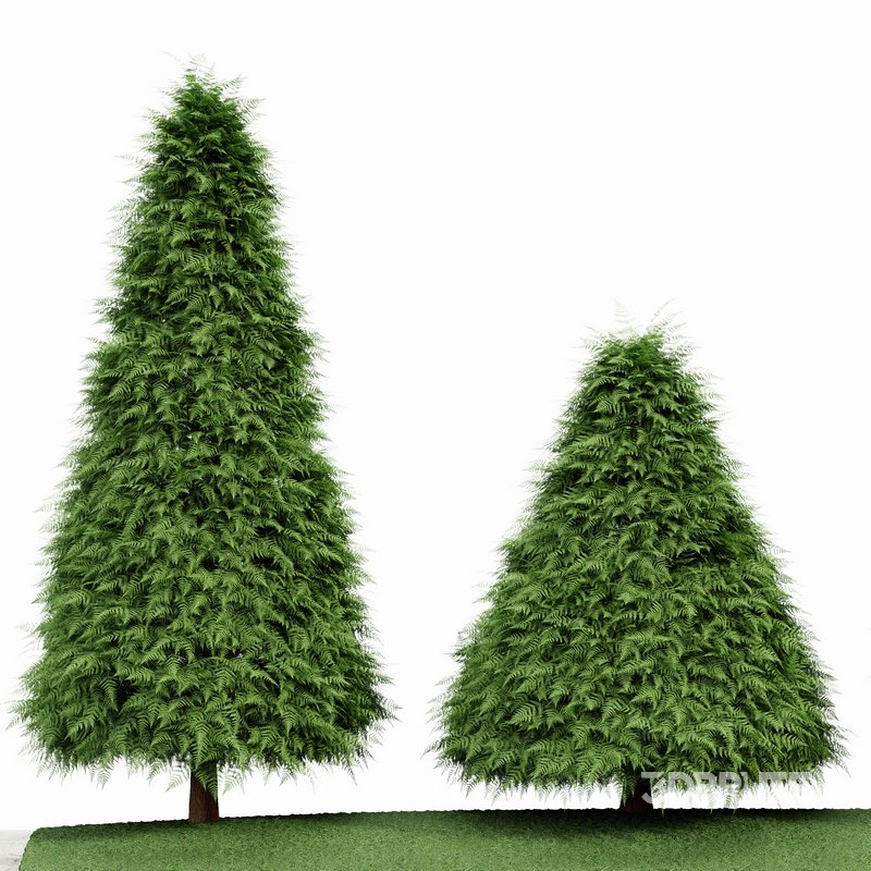 2 Different tree Cone shaped green coniferous Image 5