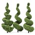 Beloved Italian Cypress trees ideas - Thumbnail 3