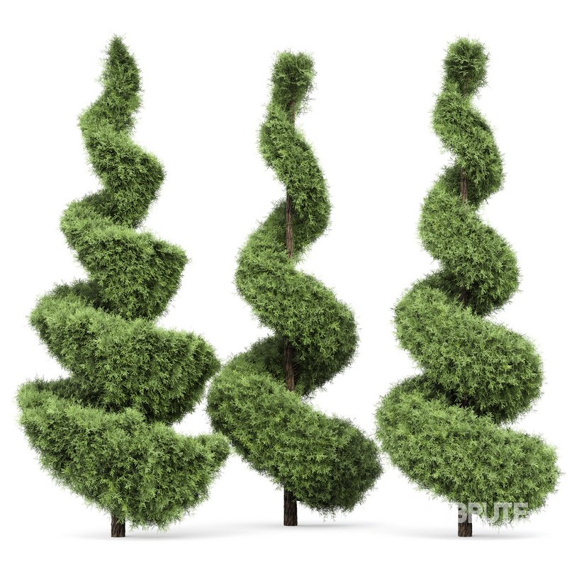 Beloved Italian Cypress trees ideas Image 3