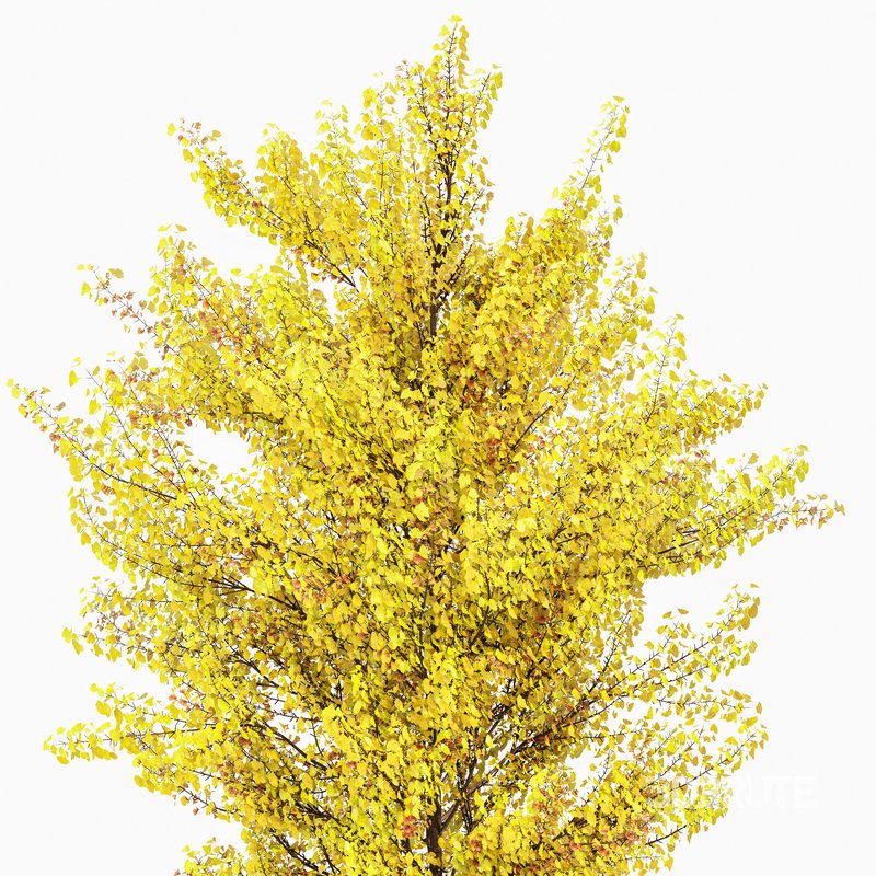 Maidenhair Tree Ginkgo Biloba Fall Gardens Image 2