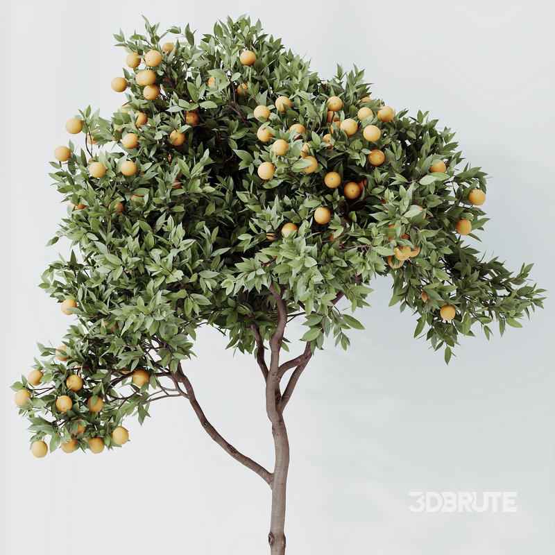 HQ HousePlants Mandarin Citrus Fruit Orange Calamondin Tree Image 2