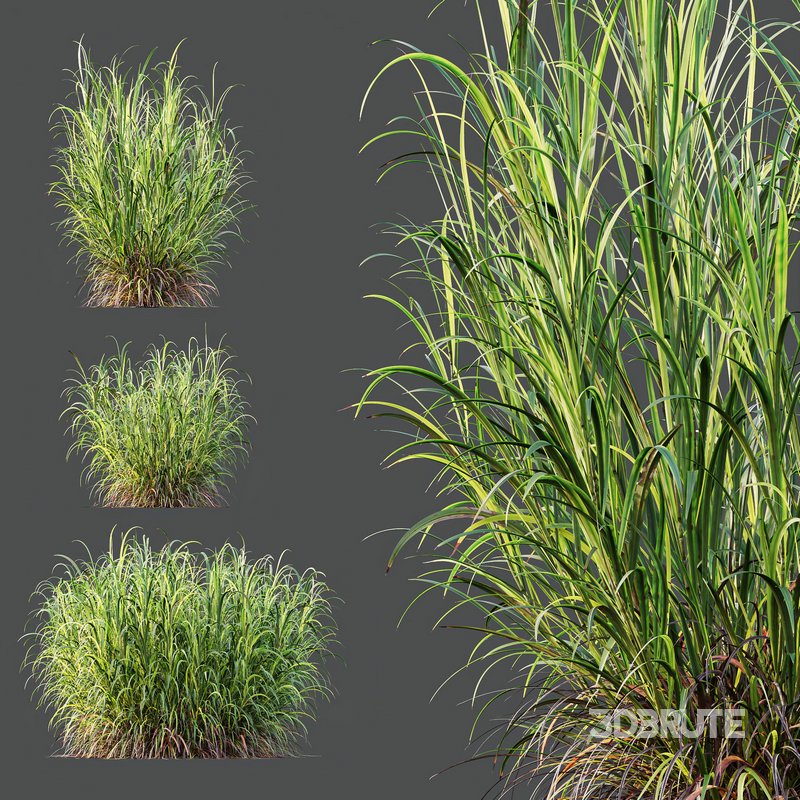 HQ Plants Elephant Grass Pennisetum Purpureum Image 3
