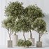 Indoor plants set 106 Olive Artificial Olivo Olea Tree and Mission Kalamata Leccino Arbequina - Thumbnail 2