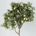 HQ HousePlants Mandarin Citrus Fruit Lomen Calamondin Tree - Thumbnail 4