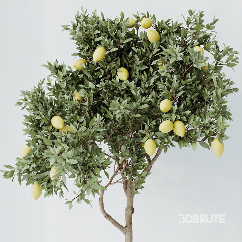 HQ HousePlants Mandarin Citrus Fruit Lomen Calamondin Tree Image 4
