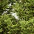 Leyland cypress leylandi 3 trees - Thumbnail 3