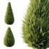 Italian Cypress Tree 16 - Thumbnail 3