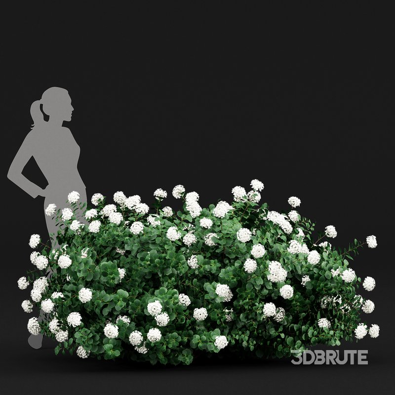 Bigleaf Hydrangeas flower Garden Gate Image 4