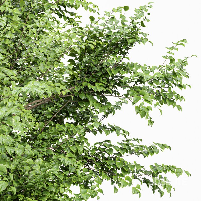 European Beech 2 Trees Image 1