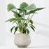 HQ HousePlants Cunjevoi Alocasia Jardin Brisbanensis Fittingly Elephant - Thumbnail 3