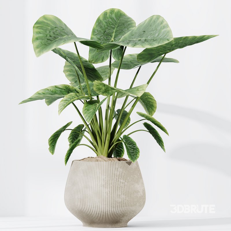 HQ HousePlants Cunjevoi Alocasia Jardin Brisbanensis Fittingly Elephant Image 3