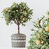 HQ HousePlants Mandarin Citrus Fruit Orange Calamondin Tree - Thumbnail 3