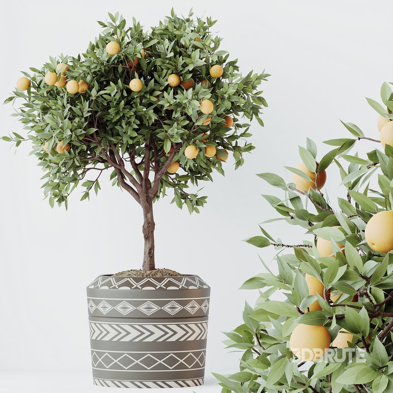 HQ HousePlants Mandarin Citrus Fruit Orange Calamondin Tree Image 3