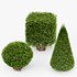 Dwarf Yaupon Holly Spherical and Cone and Box hedge - Thumbnail 1
