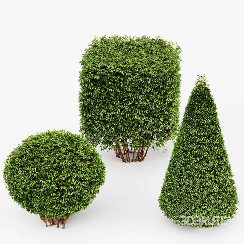 Dwarf Yaupon Holly Spherical and Cone and Box hedge Image 1