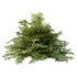 Cypress Bush 01 - Thumbnail 4