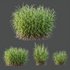 HQ Plants Elephant Grass Pennisetum Purpureum - Thumbnail 2
