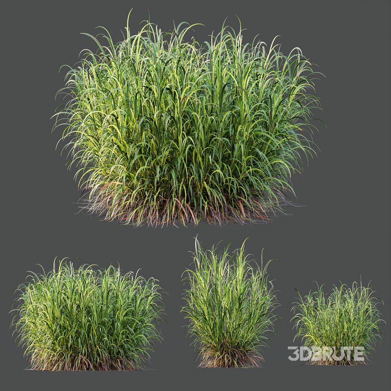 HQ Plants Elephant Grass Pennisetum Purpureum Image 2