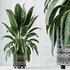 HQ HousePlants Ficus Elastica Beliza Tineke Variegated Rubber Set02 - Thumbnail 2