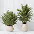HQ HousePlants Cyara Areca Palm Paradise Kentia Everlasting Set02 - Thumbnail 4