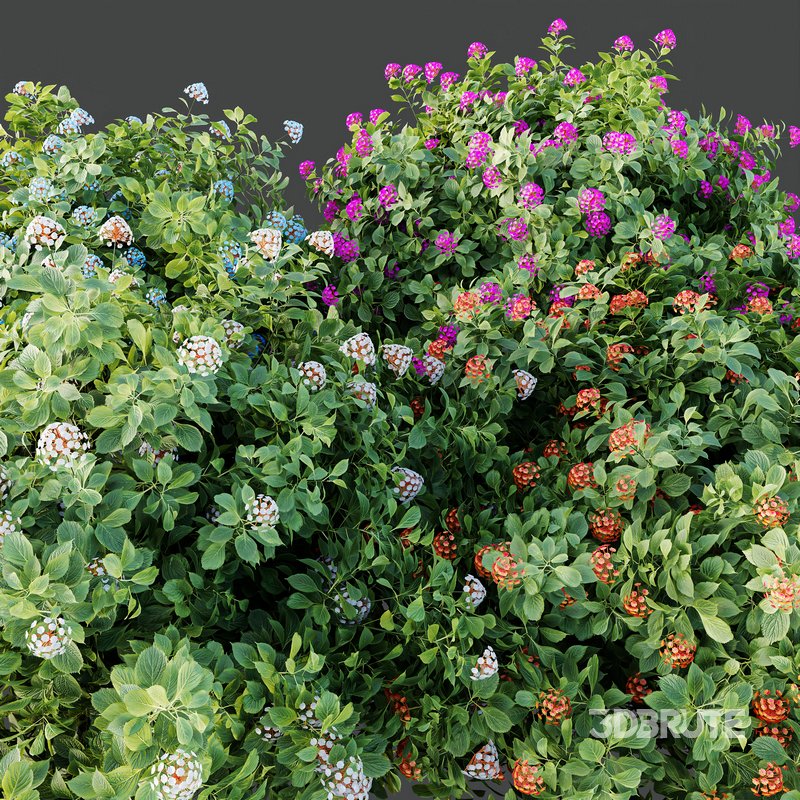 HQ Plants lantana Camara Confetti Bush Image 3
