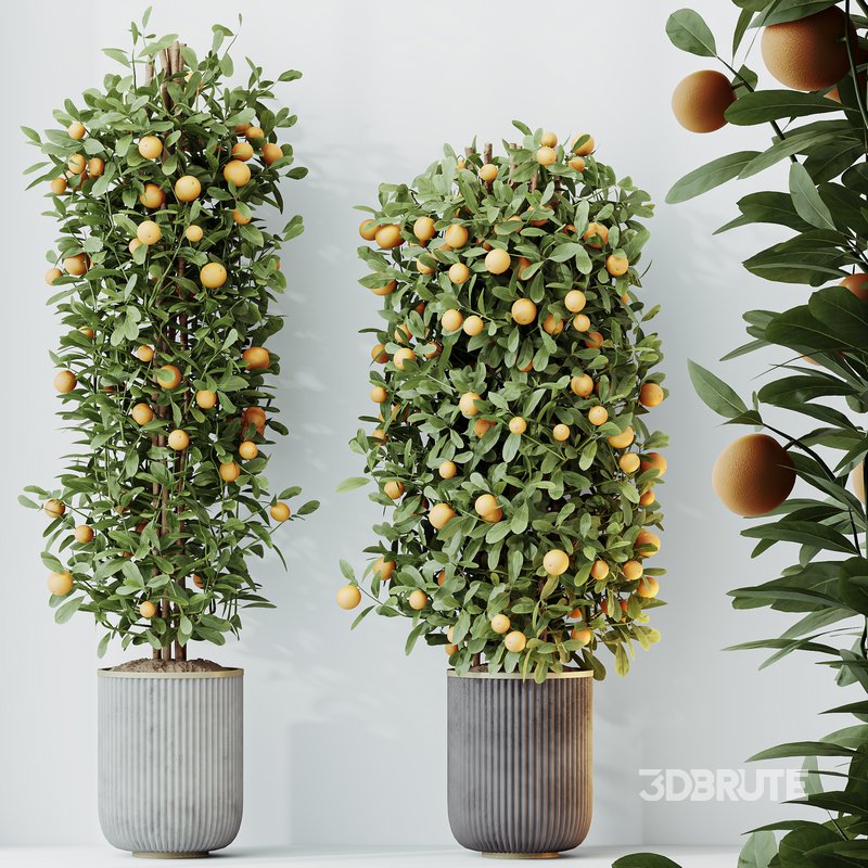 HQ HousePlants Mandarin Citrus Fruit Bosnai China Orange Tree Set02 Image 4