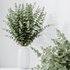 HQ HousePlants Branche Decorative Foliage Dollar Authentic Eucalyptus Bouquet Set02 - Thumbnail 3