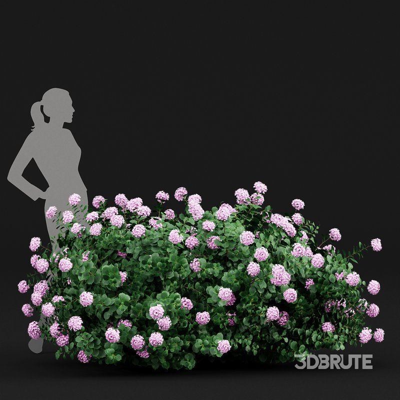 Bigleaf Hydrangeas flower Garden Gate Image 2