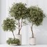 Indoor plants set 106 Olive Artificial Olivo Olea Tree and Mission Kalamata Leccino Arbequina - Thumbnail 7