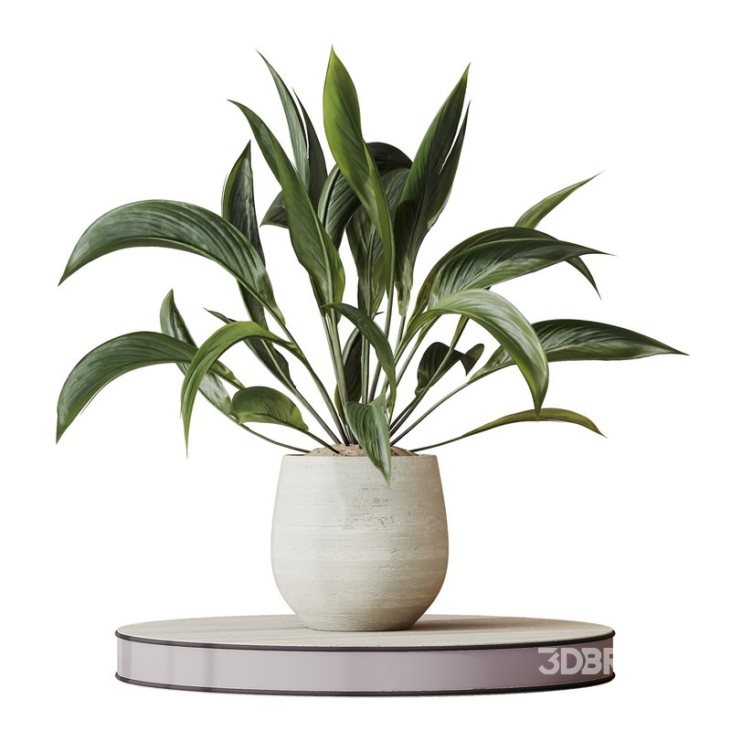 Indoor plants set 101 Spathiphyllum Wallisii and Ficus Cyathistipula Image 4