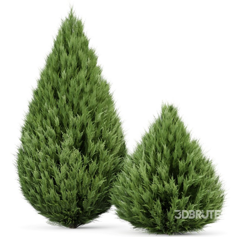 Juniperus chinensis Spartan Taylor Juniper Image 1