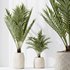 Indoor plants set 98 Areca Palm Kentia and Wilsonii Chemlali Olive and Ficu Cyathistipula - Thumbnail 6
