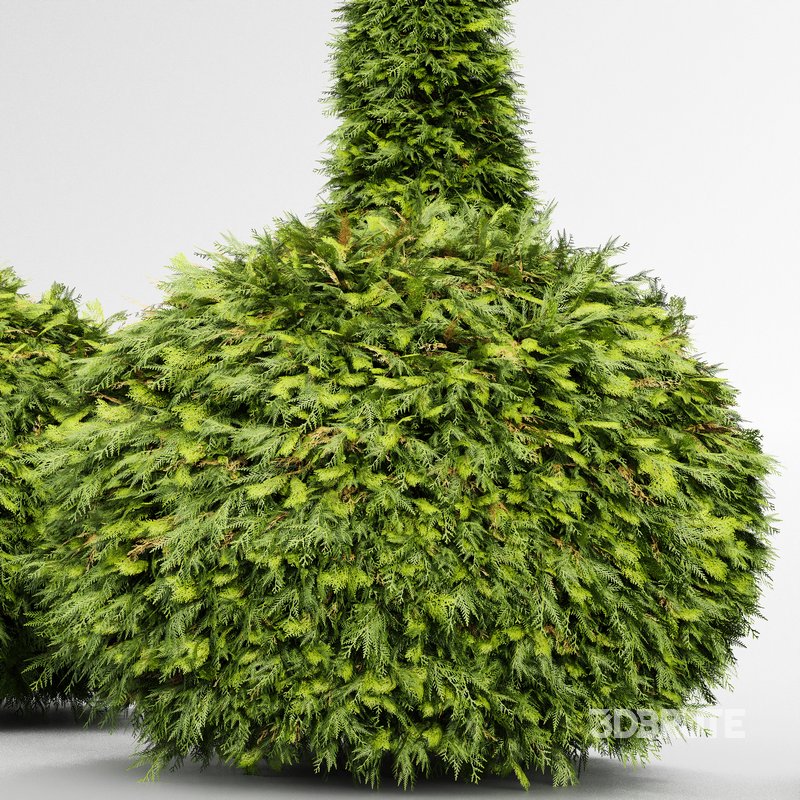 Evergreen Shrubs Golden Globe Dwarf Thuja Image 3