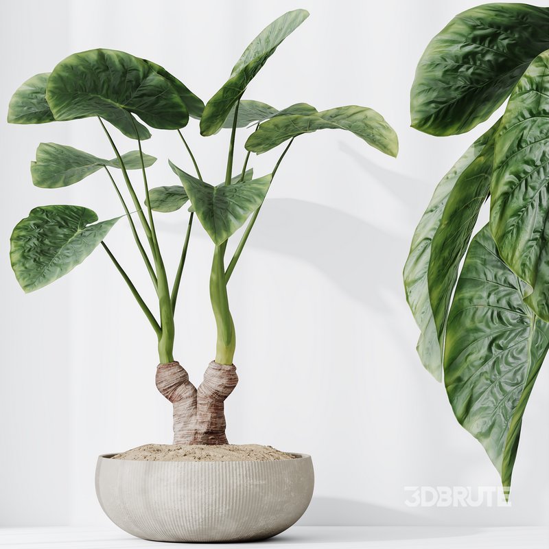 HQ HousePlants Cunjevoi Alocasia Jardin Brisbanensis Fittingly Elephant Set03 Image 5