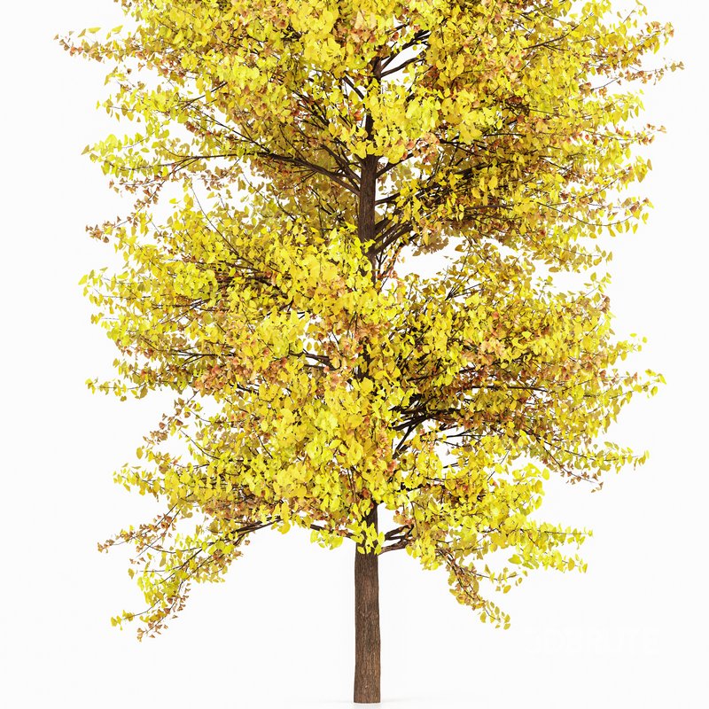 Maidenhair Tree Ginkgo Biloba Fall Image 4