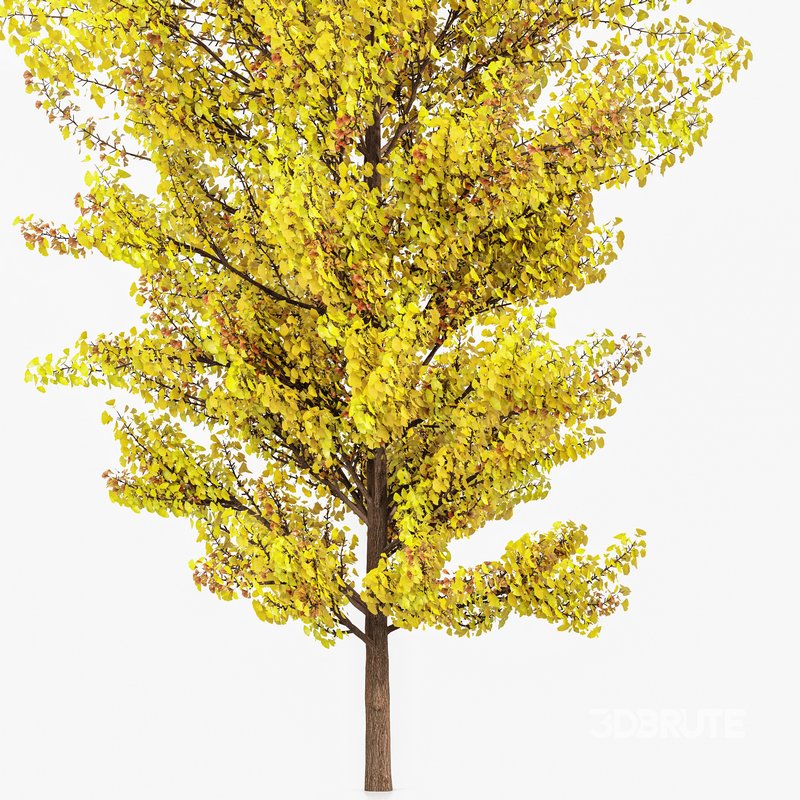 Maidenhair Tree Ginkgo Biloba Fall Gardens Image 3