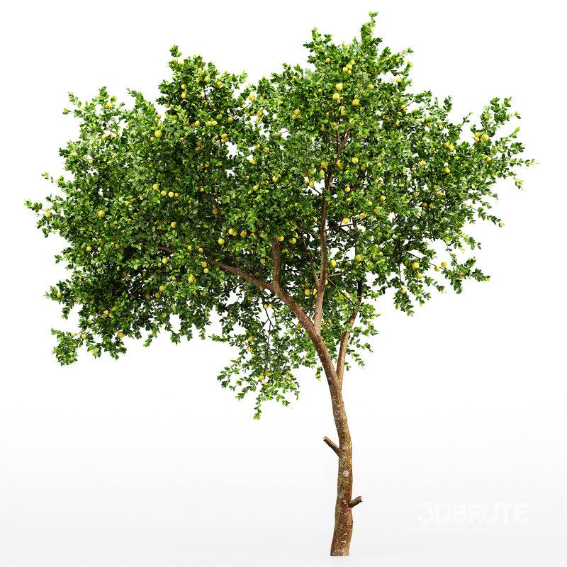 Fruit tree Lemon Image 3