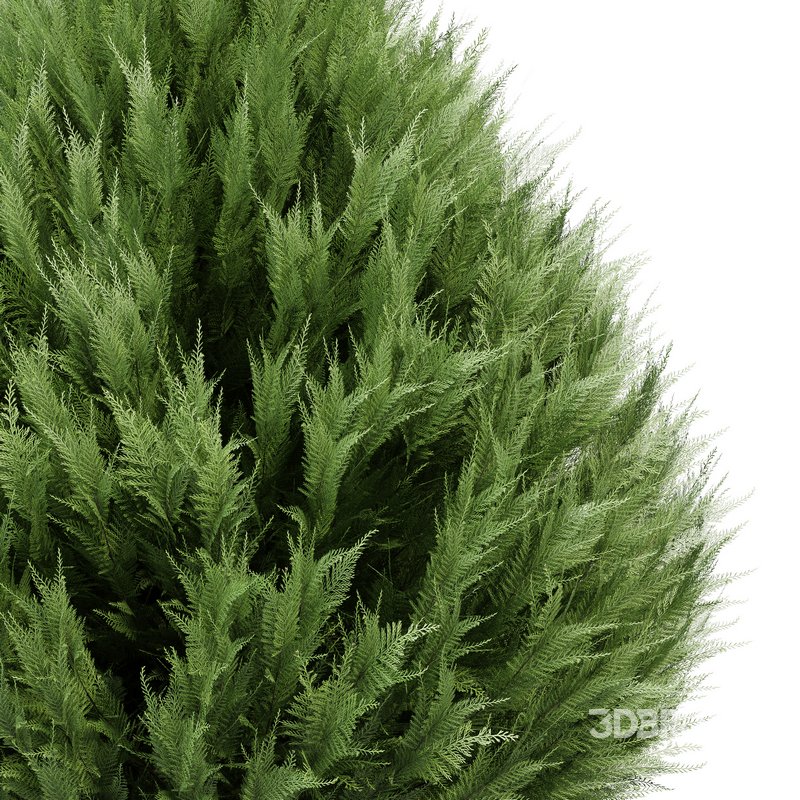 Beloved Italian Cypress 5 trees ideas Image 6