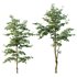 Beautiful Trees Carpinus Betulus and Japanese Cherry Leaf - Thumbnail 3