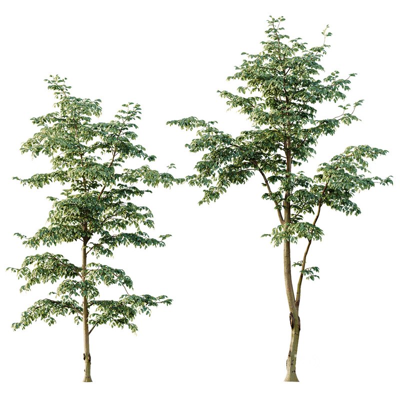 Beautiful Trees Carpinus Betulus and Japanese Cherry Leaf Image 3