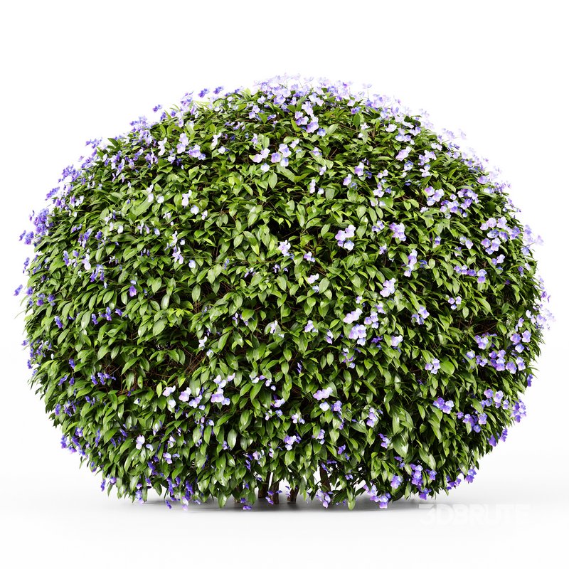 Dwarf Yaupon Holly flowering plants Image 2