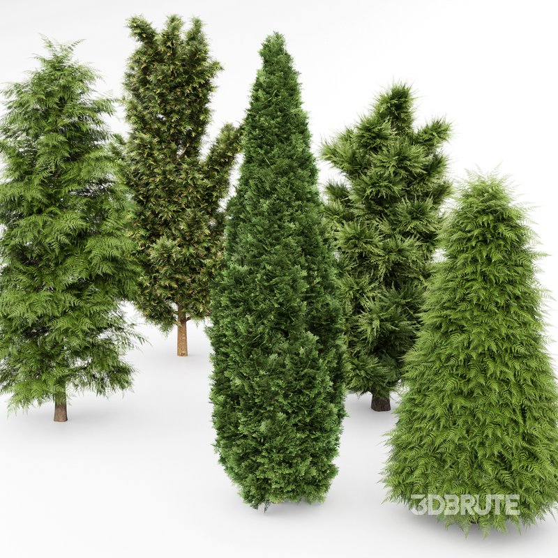 5 Different tree Leyland cypress Slender Hinoki Rocky Mountain green coniferous Cupressocyparis Image 3