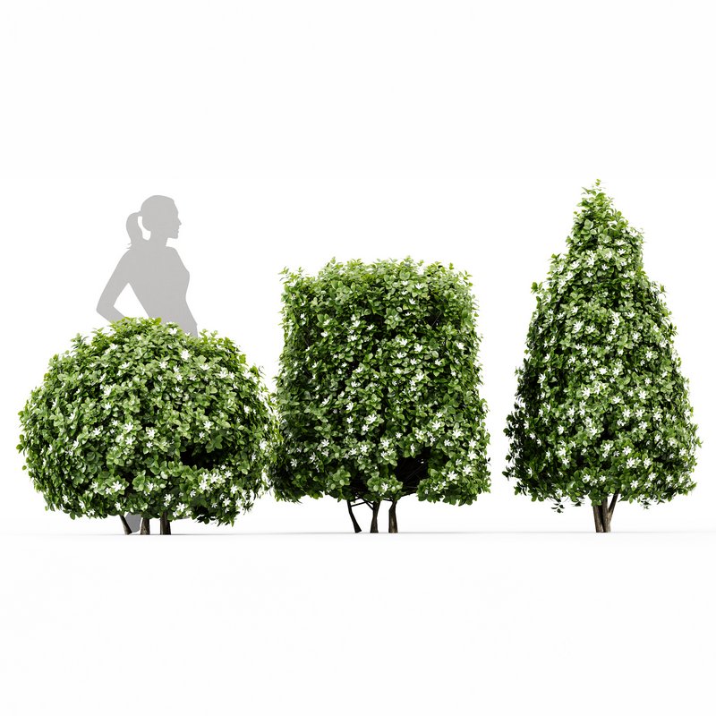 3 Houttuynia Gardenia augusta Gardenia jasminoides flower Image 4