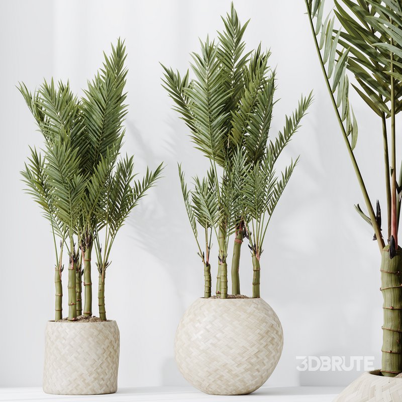 HQ HousePlants Cyara Areca Palm Paradise Kentia Everlasting Set03 Image 5