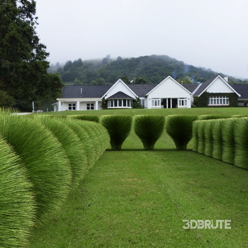 description Maiden Grass Miscanthus sinensis Gracillimus Tuin Grassen Image 3