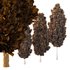 Italian Cypress Tree 19 - Thumbnail 3